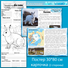 Арктический беляк: мини-комплект для организации познавательной деятельности