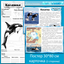 Косатка: мини-комплект для организации познавательной деятельности