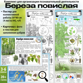 Береза: мини-комплект для организации познавательной деятельности