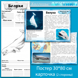 Белуха: мини-комплект для организации познавательной деятельности