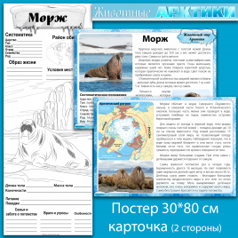Морж: мини-комплект для организации познавательной деятельности