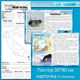 Гренландский тюлень: мини-комплект для организации познавательной деятельности