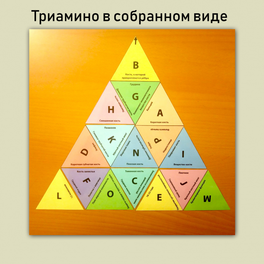 Тримино "Типы костей" фото 2