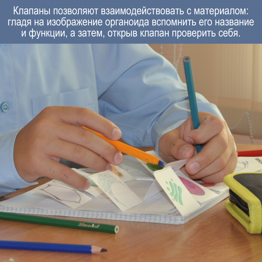 Строение клетки: теория + интерактивные элементы для тетради фото 3