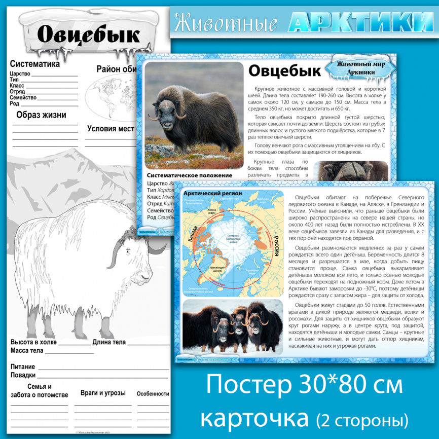 Овцебык: мини-комплект для организации познавательной деятельности фото 1
