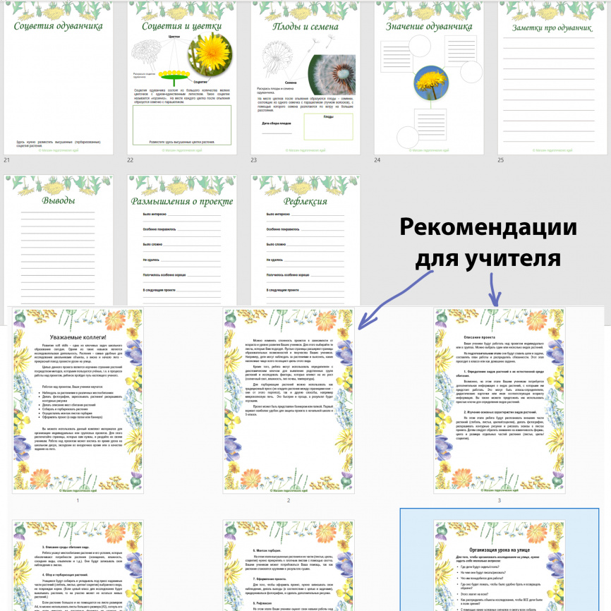 Проект "Дикорастущие растения: Одуванчик" фото 5