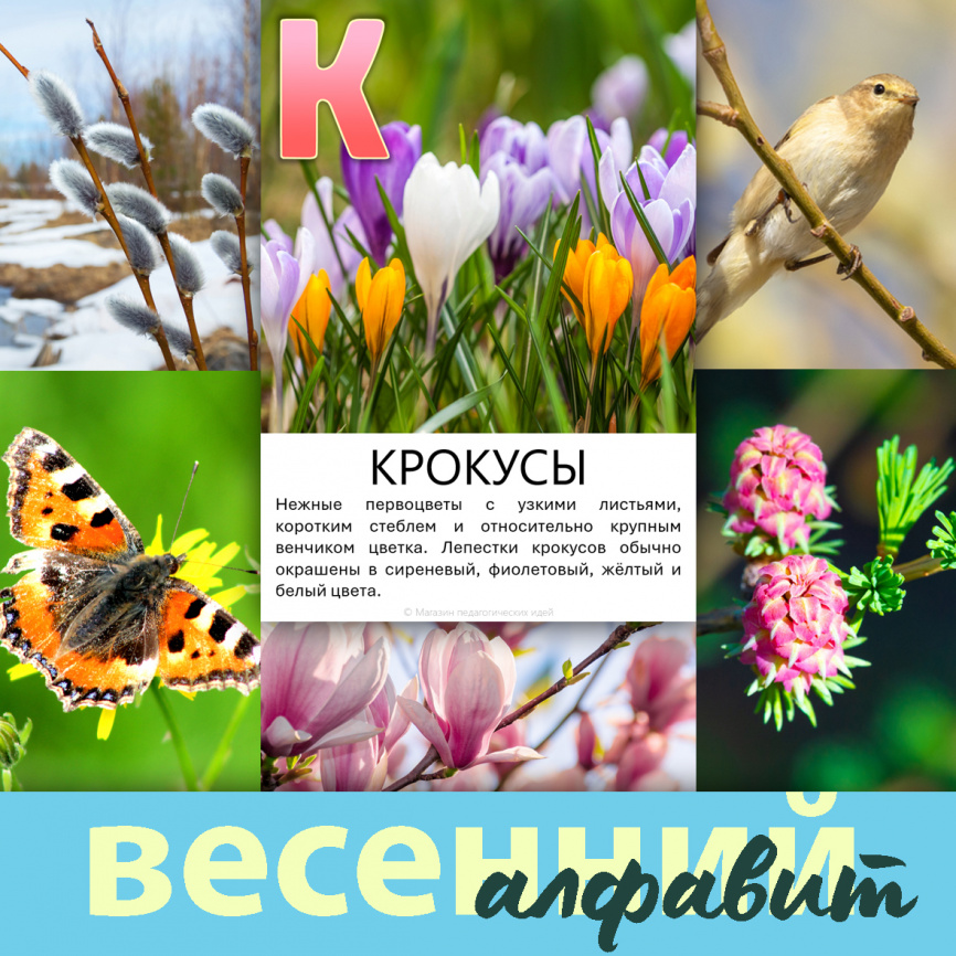 Весенний алфавит: карточки с фото и текстом фото 1