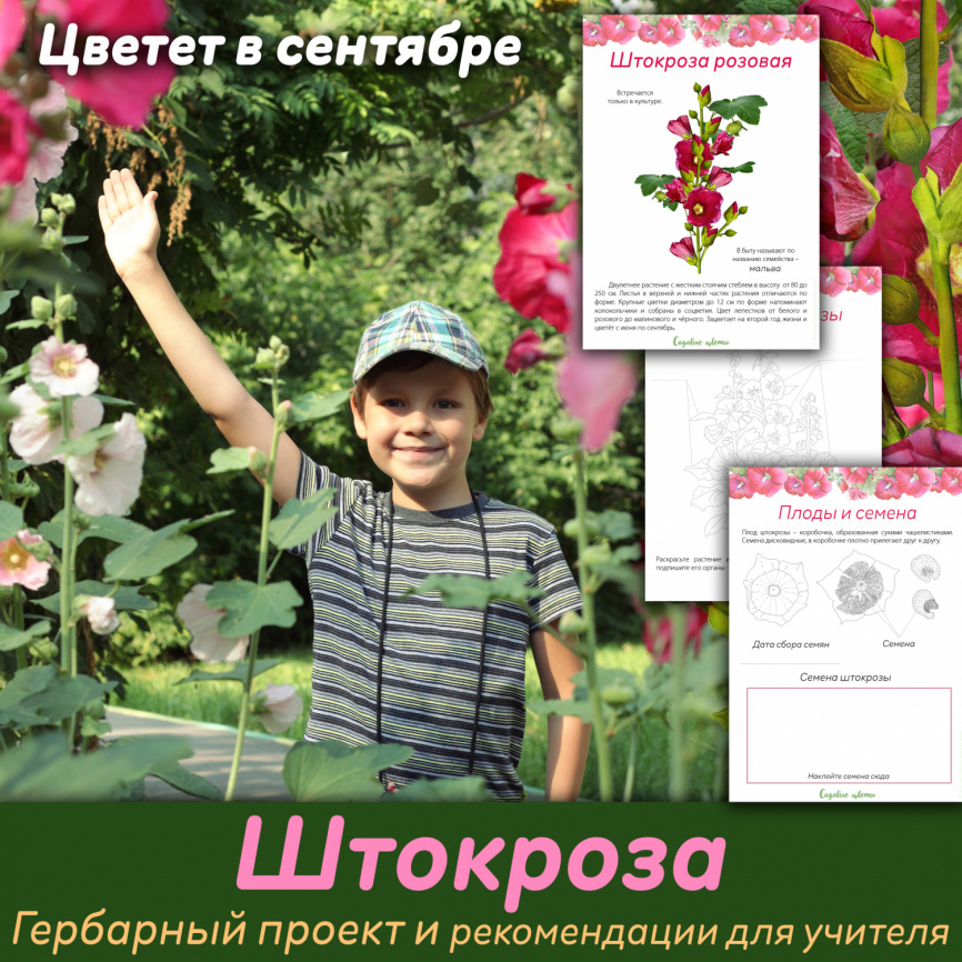 Проект "Декоративные растения: Штокроза" фото 1