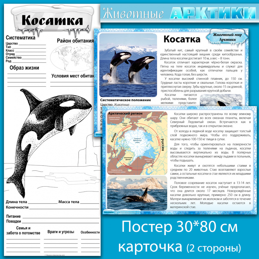 Косатка: мини-комплект для организации познавательной деятельности фото 1