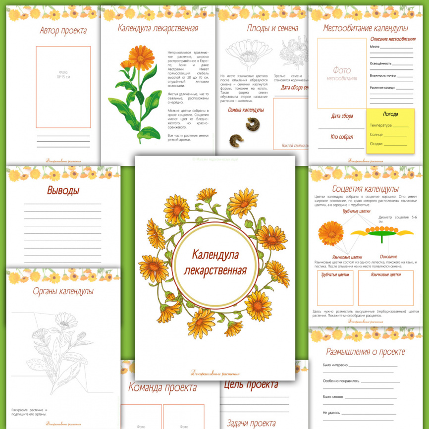 Проект "Декоративные растения: Календула" фото 2