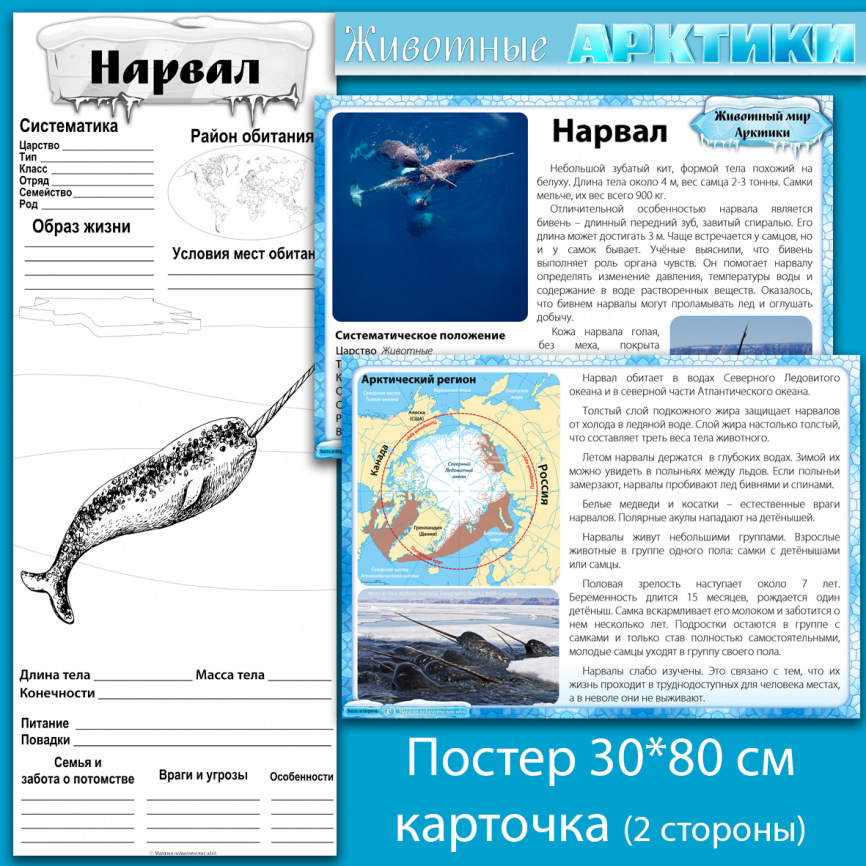 Нарвал: мини-комплект для организации познавательной деятельности фото 1