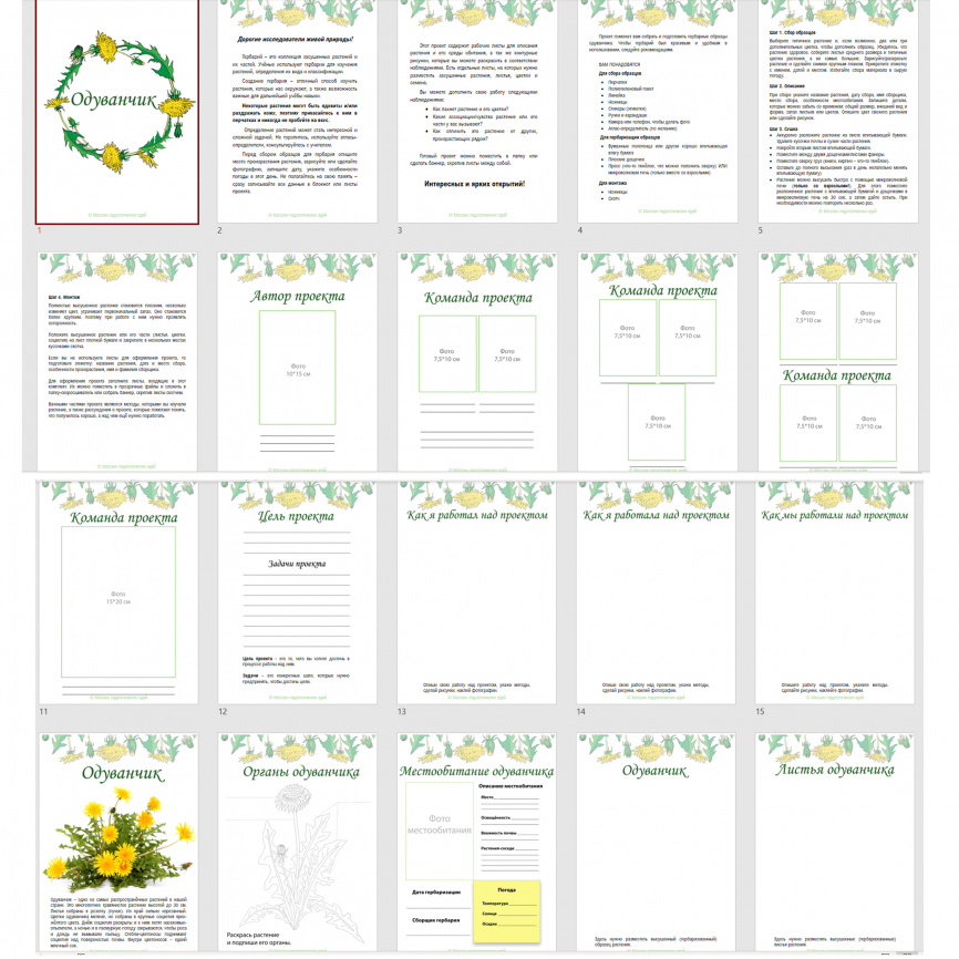 Проект "Дикорастущие растения: Одуванчик" фото 4