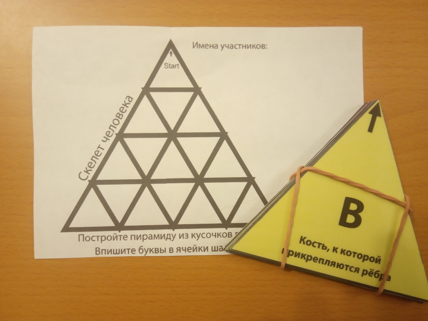 Тримино "Типы костей" фото 3