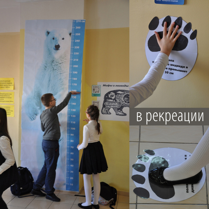 Полярный медведь: ростомер + плакат с общей информацией фото 2