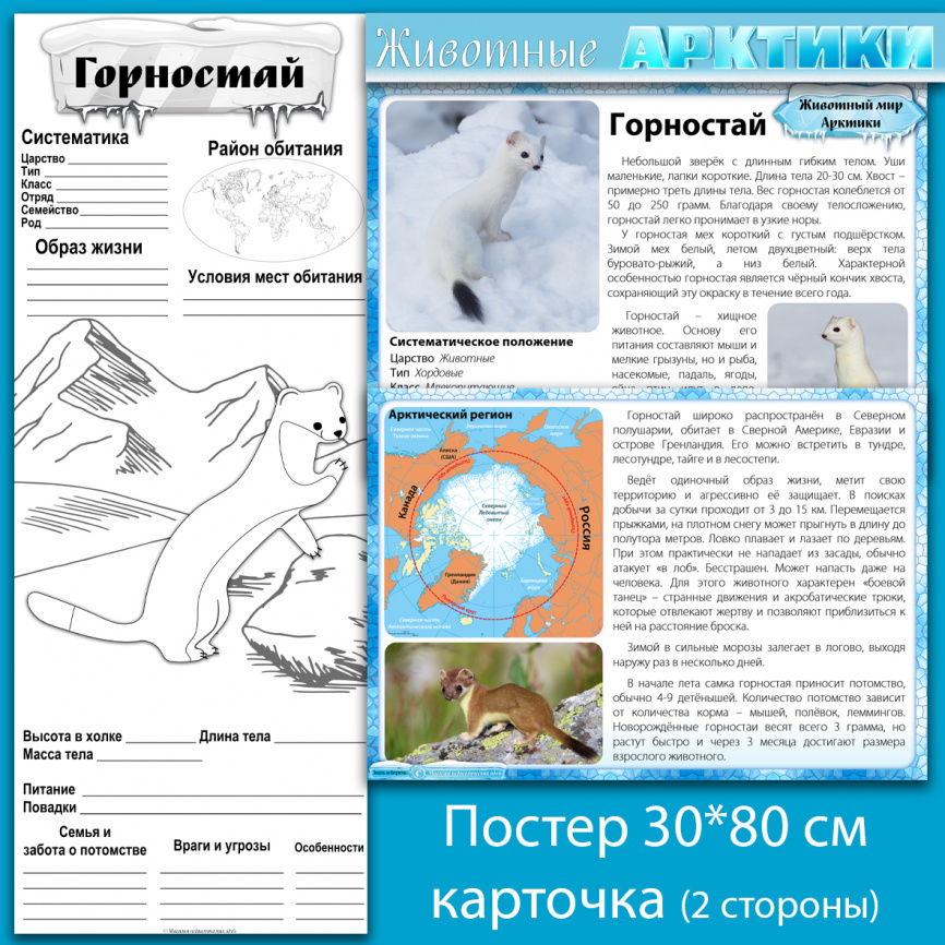Горностай: мини-комплект для организации познавательной деятельности фото 1
