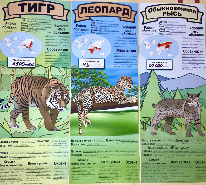 В полный рост "Дикие кошки планеты"_постеры для коллективной работы фото 8
