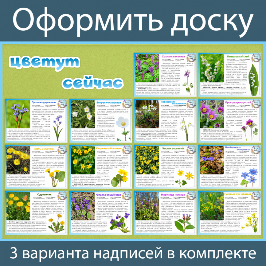 Карточки "Цветут весной". Часть 1. Дикие травы фото 2