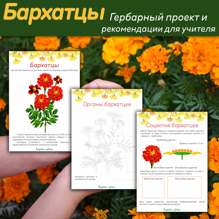 Проект "Декоративные растения: Бархатцы" фото 1