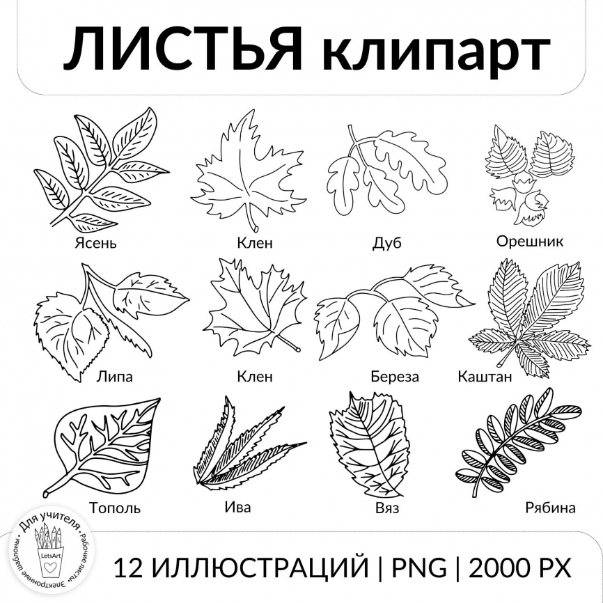 Листья. Клипарт для оформления рабочих листов фото 1