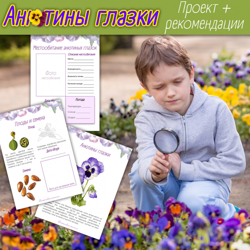 Проект "Декоративные растения: Анютины глазки" фото 1