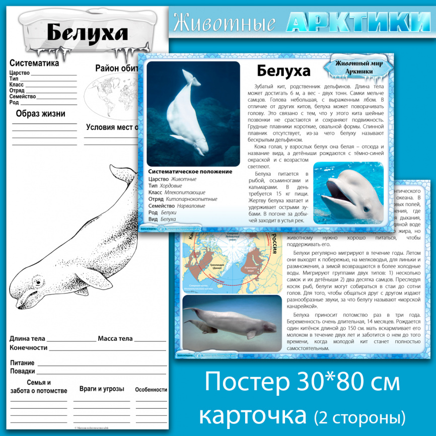 Комплект материалов "Животные Арктики" фото 2