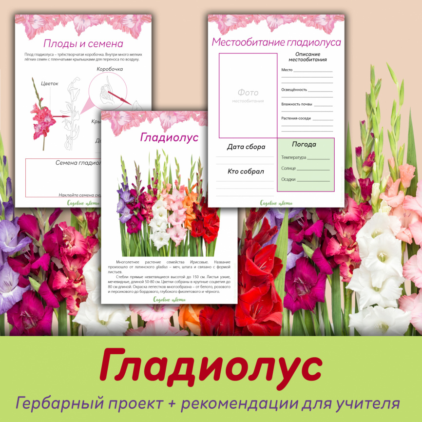 Проект "Декоративные растения: Гладиолус" фото 1