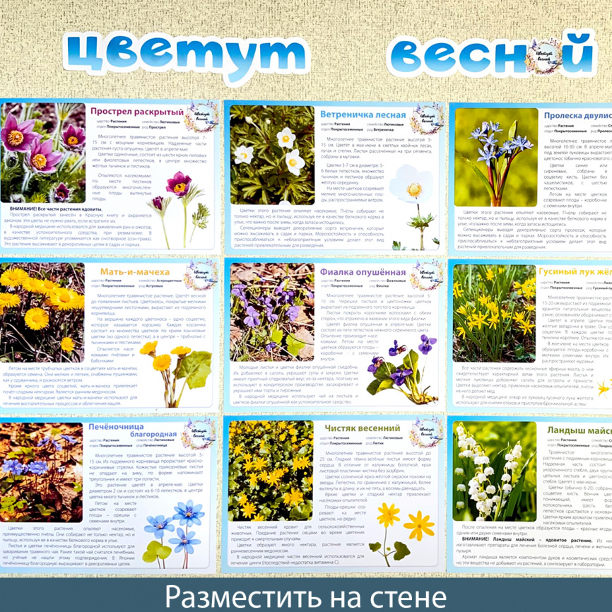 Карточки "Цветут весной". Часть 1. Дикие травы фото 3