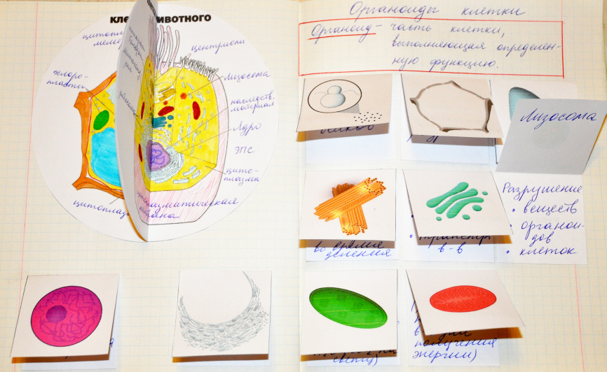 Строение клетки: теория + интерактивные элементы для тетради фото 4