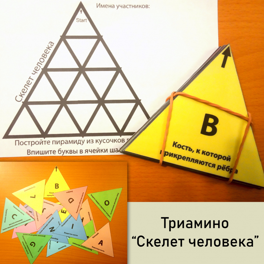 Тримино "Типы костей" фото 1