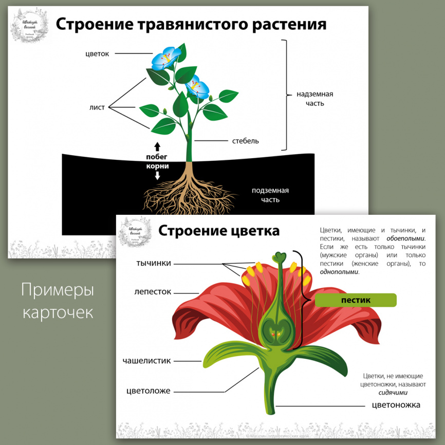 Исследовательский проект "Цветут весной" фото 11