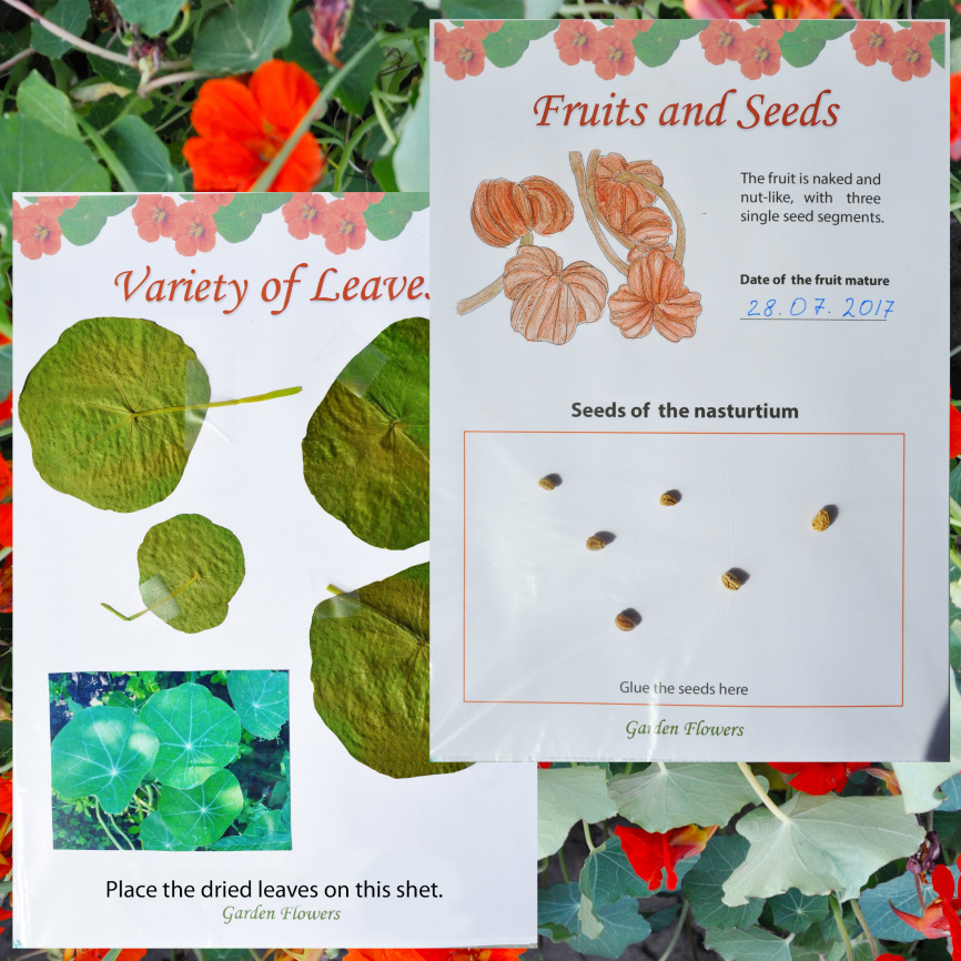 Проект "Дикорастущие растения: Одуванчик" фото 8